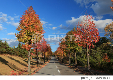 紅葉の並木道 紅葉の並木道 8894031
