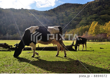 牧場の秋 8894072