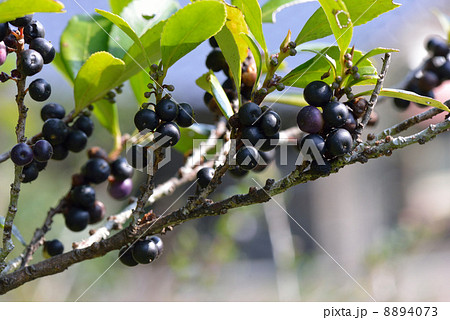 ヒサカキの果実 8894073