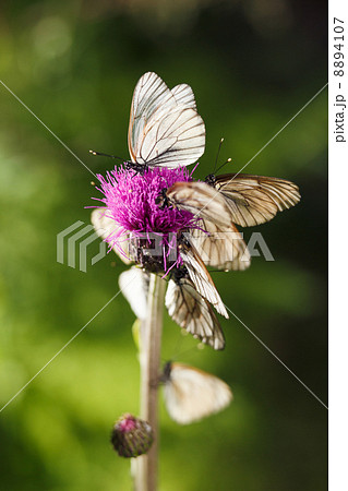 Cabbage butterflies 8894107