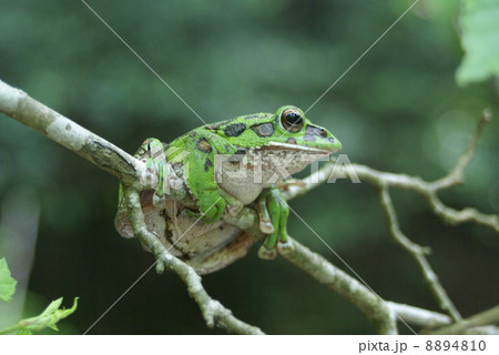 モリアオガエル モリアオガエル 8894810