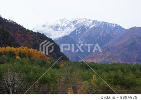 カラマツの黄葉と蓮華岳 8894879