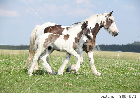 Nice irish cob mare with foal on pasturage Nice irish cob mare with foal on pasturage 8894971