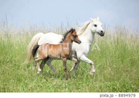 Mare with foal on pasturage Mare with foal on pasturage 8894979