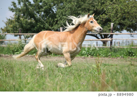 Beautiful haflinger running on pasture 8894980