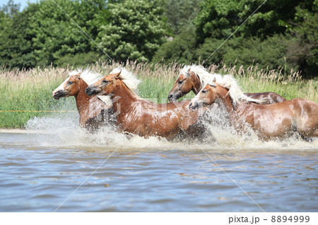 Batch of chestnut horses running in the wather Batch of chestnut horses running in the wather 8894999