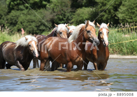 Batch of chestnut horses in the wather 8895008