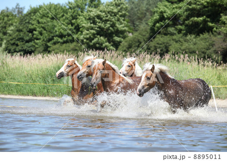 Batch of chestnut horses running in the wather Batch of chestnut horses running in the wather 8895011