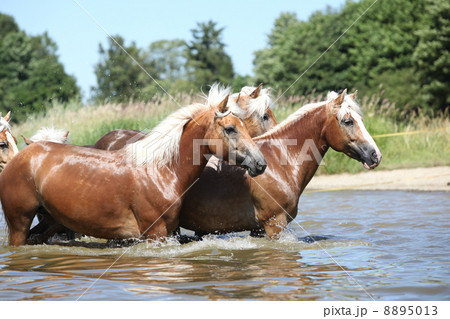 Batch of chestnut horses in the wather 8895013