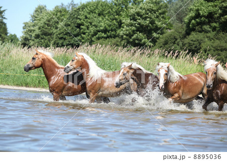 Batch of haflingers running in the wather 8895036