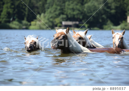 Batch of chestnut horses swimming 8895037