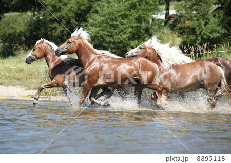 Batch of chestnut horses running in water 8895118