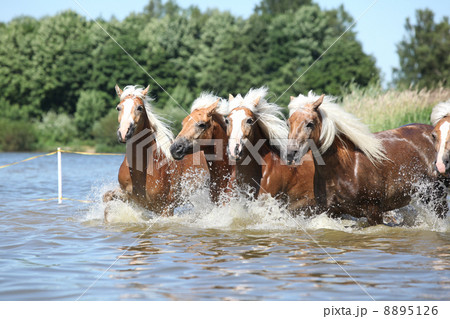 Batch of haflingers in water Batch of haflingers in water 8895126