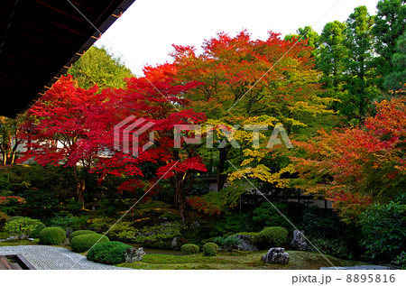 京都紅葉 8895816