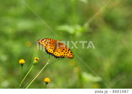 ツマグロヒョウモン♂ 8901987