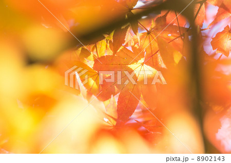 美しき紅葉 美しき紅葉 8902143