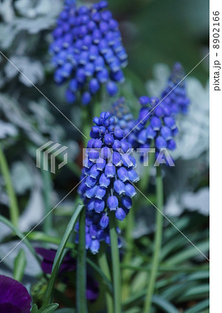 ムスカリ グレープヒヤシンスとも呼ばれています の写真素材