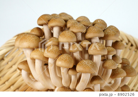 ブナシメジ 8902526