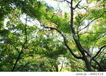 陽の射す初冬のもみじ 8902528