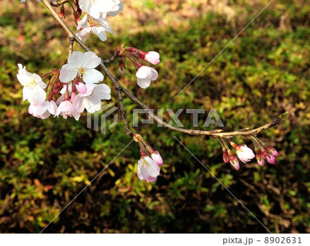 さくら さくら 8902631