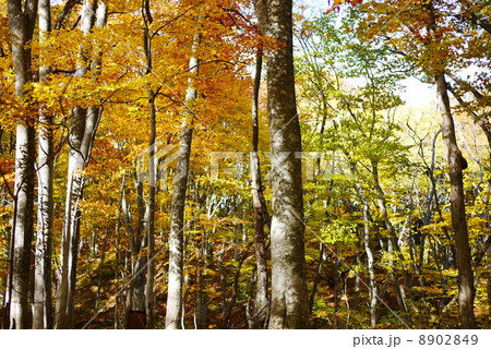 白神の森遊山道 8902849