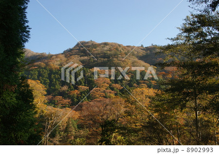 天城の紅葉 8902993