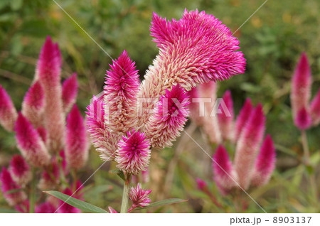 ケイトの花 8903137