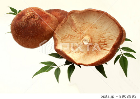 椎茸 シイタケ しいたけ 天然 白背景 椎茸 シイタケ しいたけ 天然 白背景 8903995