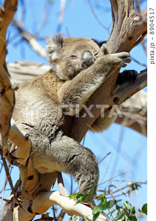 Koala, Australia 8904517