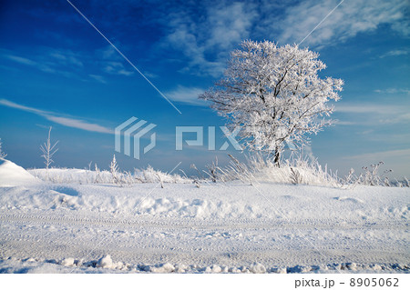winter landscape with a lonely tree and the blue sky winter landscape with a lonely tree and the blue sky 8905062