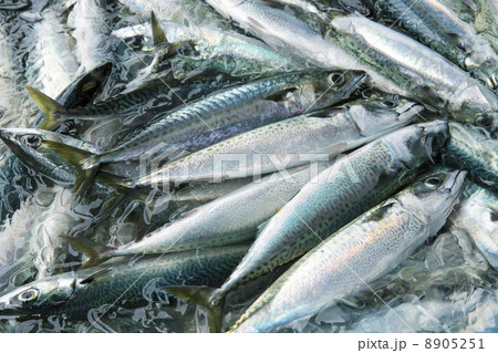 水揚げされた漁港のサバ 8905251