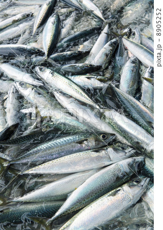 水揚げされた漁港のサバ 8905252