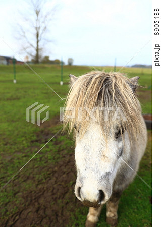 愛くるしい白いポニー 8905433