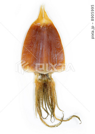 松白するめ 8905995