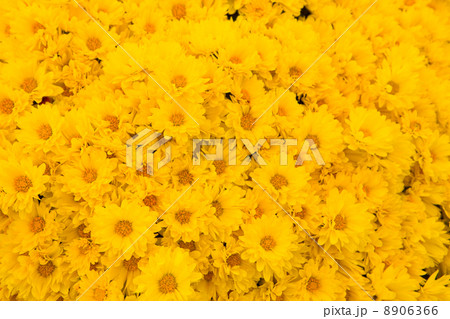 黄色ざる菊（大） 8906366