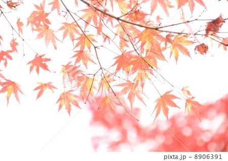 紅葉 紅葉 8906391