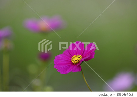 コスモス 8906452