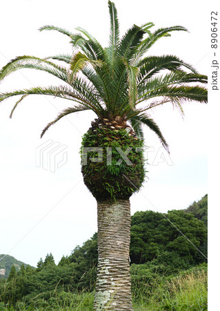 カナリーヤシ 8906472