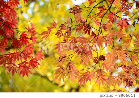 紅葉 8906611