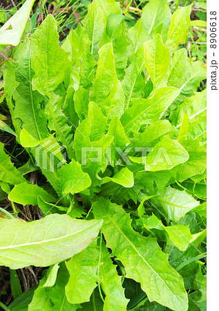 おいしそうなギシギシの若葉 おいしそうなギシギシの若葉 8906618