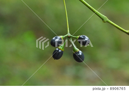 ヤブニッケイ果実 8906765