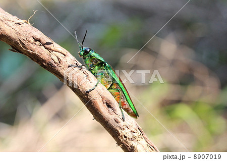 タマムシ タマムシ 8907019