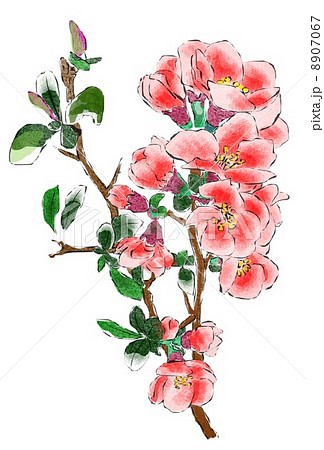 木瓜の花 8907067