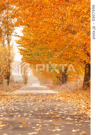 Autumn alley 8907996
