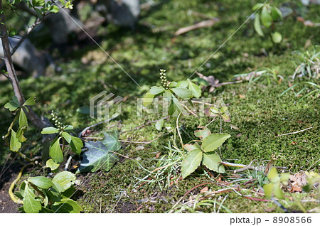 富貴草 フッキソウと申します。 富貴草 フッキソウと申します。 8908566