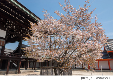 京都御所 紫宸殿 左近桜 京都御所 紫宸殿 左近桜 8908591