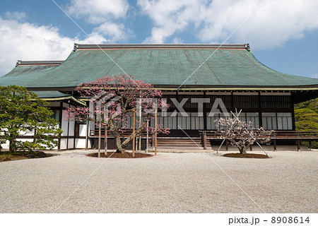 京都大宮御所御常御殿　南庭の紅梅白梅 8908614