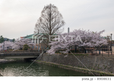 琵琶湖疎水の桜並木 琵琶湖疎水の桜並木 8908631