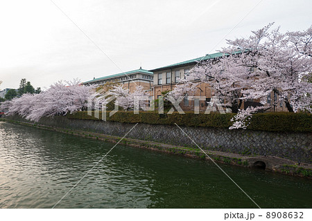 琵琶湖疎水の桜並木 琵琶湖疎水の桜並木 8908632