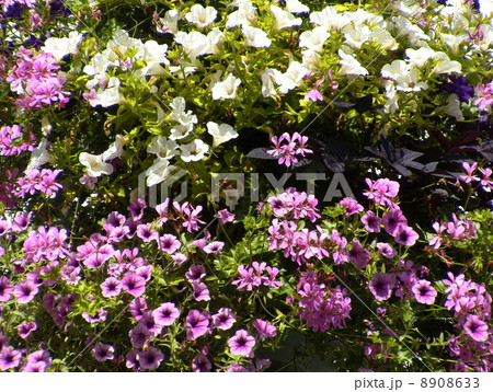 ヨーロッパで見つけた花 ヨーロッパで見つけた花 8908633